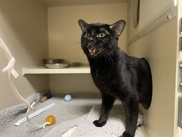 Pan - Domestic Short Hair