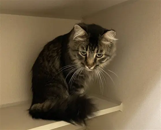 Sir Aslan - Maine Coon