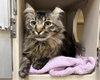 SIR ASLAN — Denver, CO Adoption