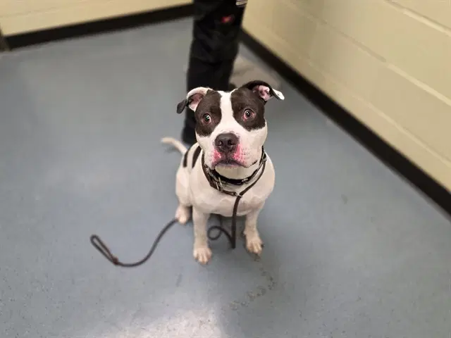 Cowboy - American Pit Bull Terrier