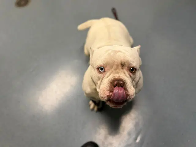 Flotato - English Bulldog