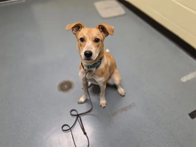 Gigi - Australian Cattle Dog/Blue Heeler