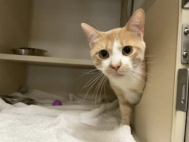 Garfield - Domestic Short Hair
