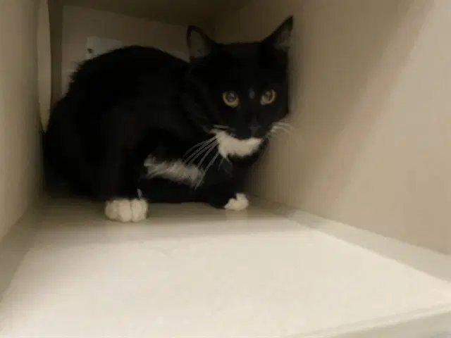 Oreo - Domestic Short Hair