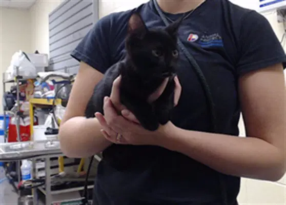 Menelaus - Domestic Short Hair