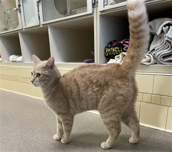 Charlie - Domestic Short Hair