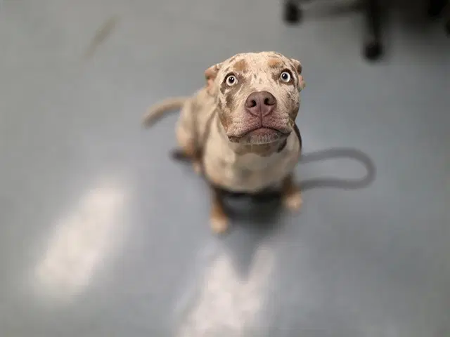 Kashmere - Pit Bull Terrier