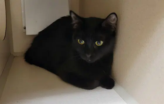 Luna - Domestic Short Hair