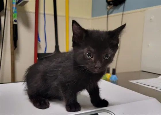 Zipp - Domestic Short Hair
