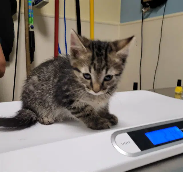 Rarity - Domestic Short Hair