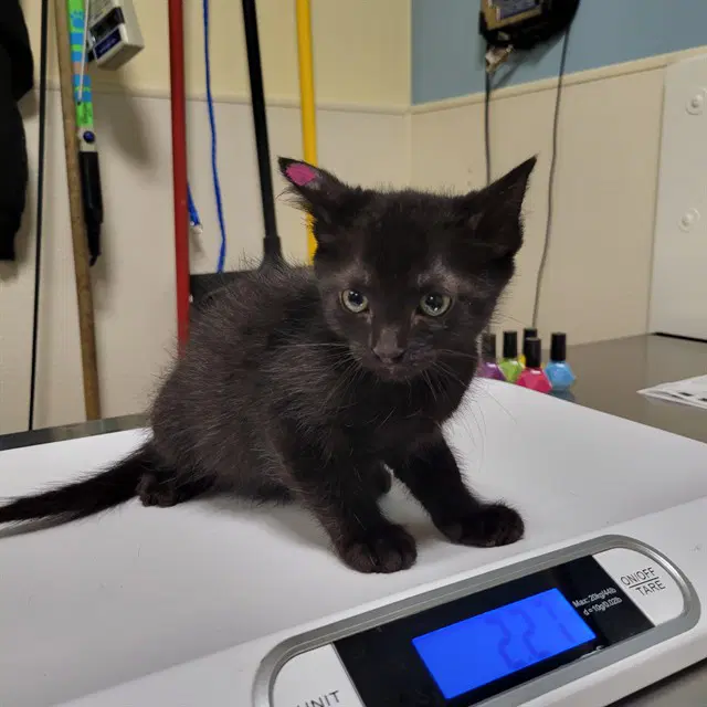 Dash - Domestic Short Hair