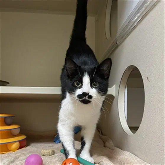 Frida - Domestic Short Hair