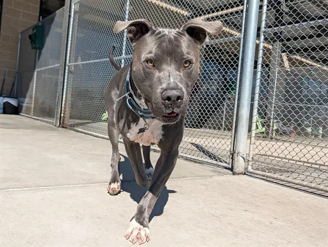 Isaac - American Pit Bull Terrier