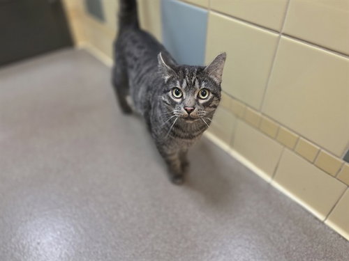 PANCAKES, a cat for adoption from Denver Animal Shelter