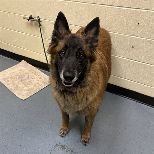 MAX, a dog for adoption from Denver Animal Shelter