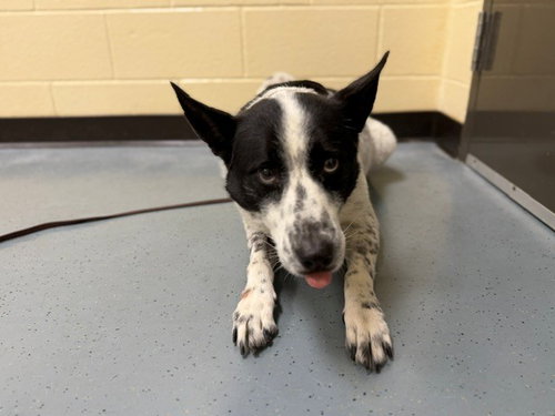 GUNNER, a dog for adoption from Denver Animal Shelter