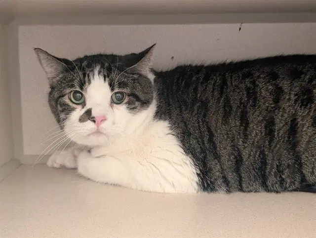 Bubba - Domestic Short Hair
