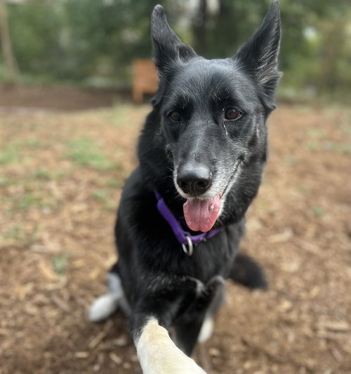 LYDIA, a dog for adoption from Denver Animal Shelter