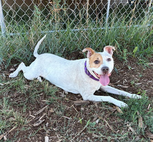 QUINN, a dog for adoption from Denver Animal Shelter