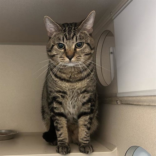SOLOMON, a cat for adoption from Denver Animal Shelter