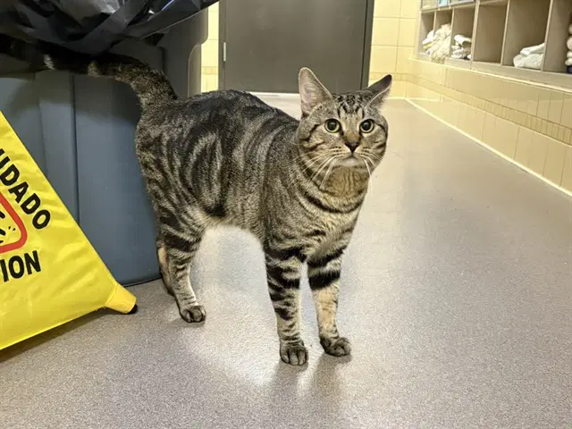 Solomon - Domestic Short Hair