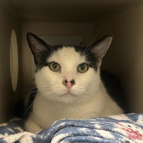 LEO, a cat for adoption from Denver Animal Shelter