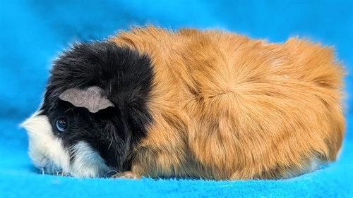 DOOF, a guinea pig for adoption from Denver Animal Shelter