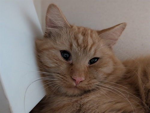 CARAMEL MITTENS, a cat for adoption from Denver Animal Shelter