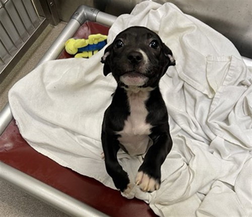 CURLY FRY, a dog for adoption from Denver Animal Shelter