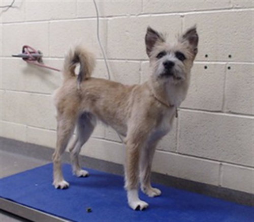 SCOTTY, a dog for adoption from Denver Animal Shelter
