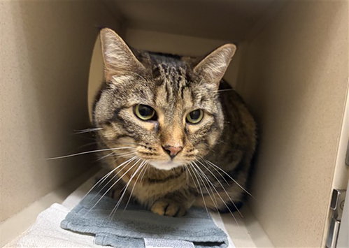 MS. LOAF, a cat for adoption from Denver Animal Shelter