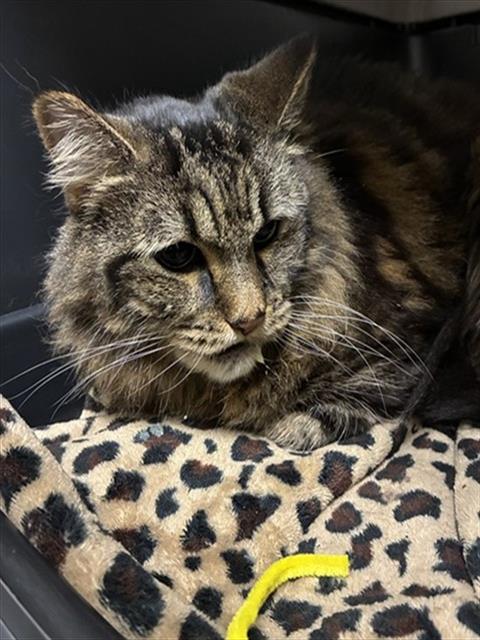 ANTENNA, a cat for adoption from Denver Animal Shelter