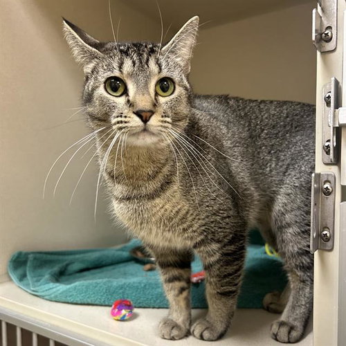 KITTY, a cat for adoption from Denver Animal Shelter