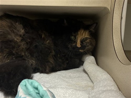 ROSE, a cat for adoption from Denver Animal Shelter