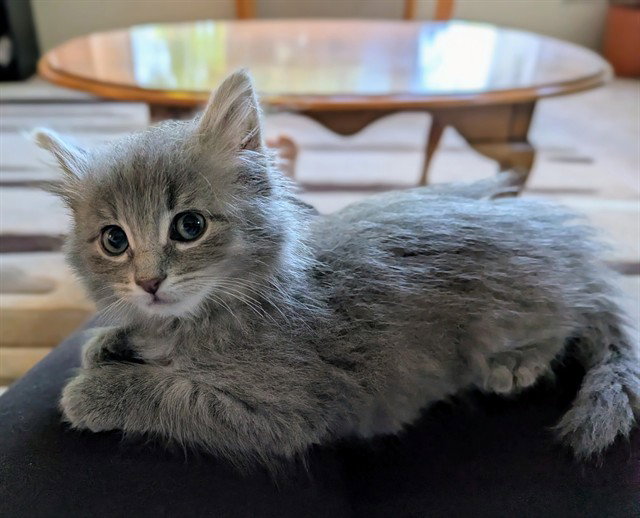 Pippa, Domestic Short Hair