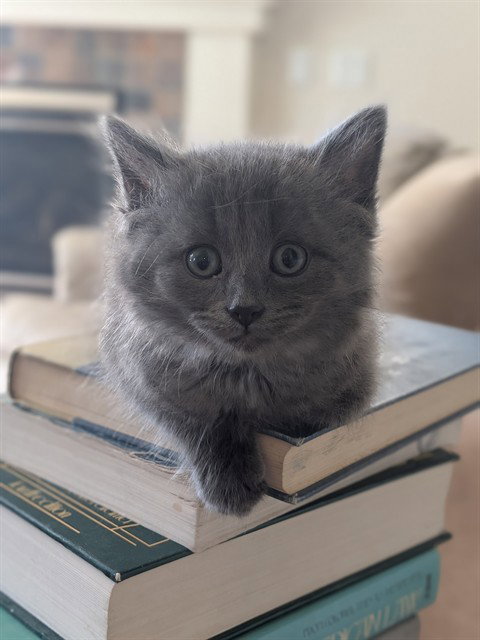 Pixie, Domestic Short Hair