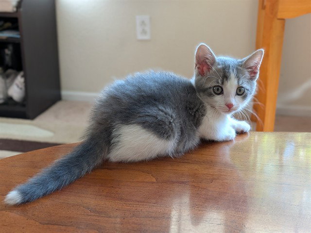 Pebbles, Domestic Short Hair