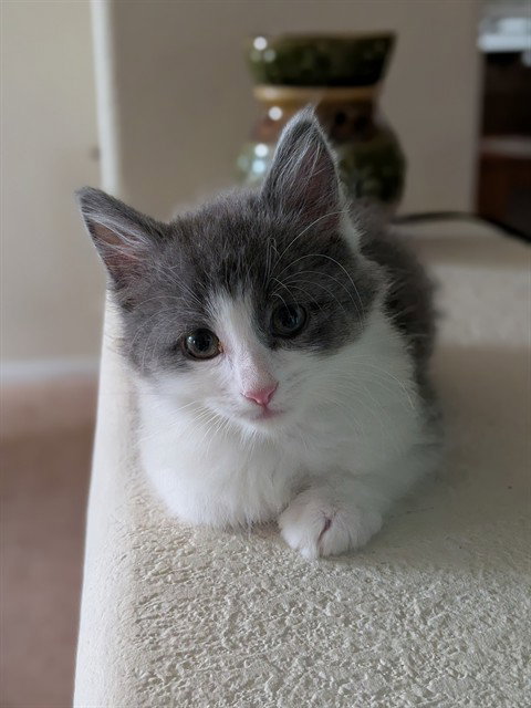 Patch, Domestic Short Hair