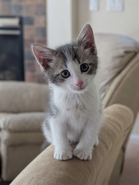 George, Domestic Short Hair