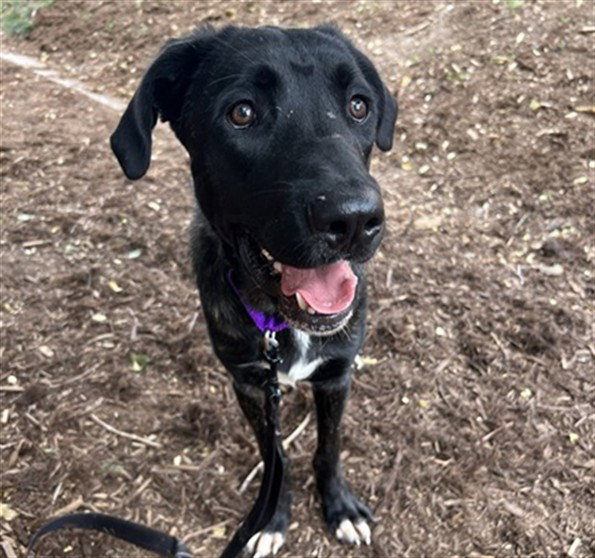 Waluigi, Labrador Retriever