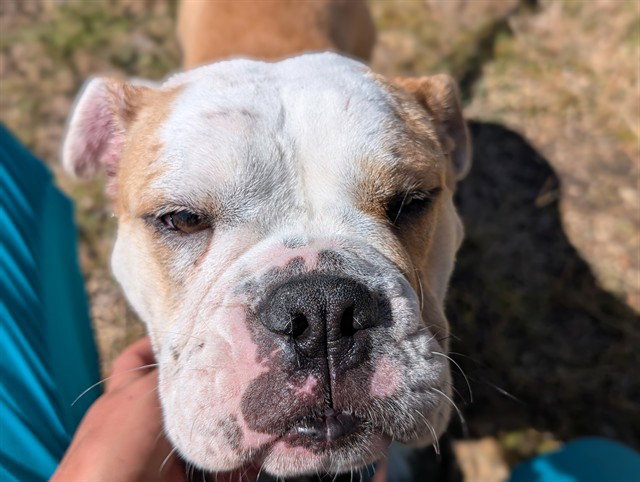 Darcy, English Bulldog