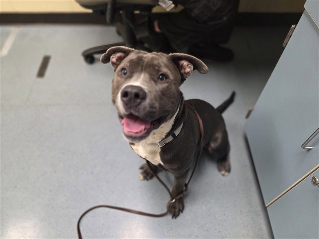 A438512, American Staffordshire Terrier