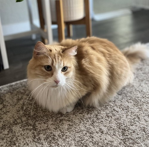 RICHARD, a cat for adoption from Denver Animal Shelter