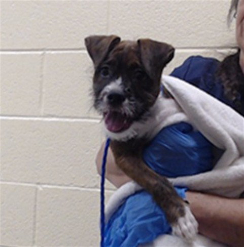 ROO, a dog for adoption from Denver Animal Shelter