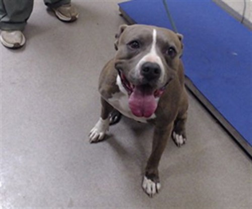 BUBBA, a dog for adoption from Denver Animal Shelter