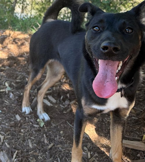 NAVIGATOR WIGGLES, a dog for adoption from Denver Animal Shelter
