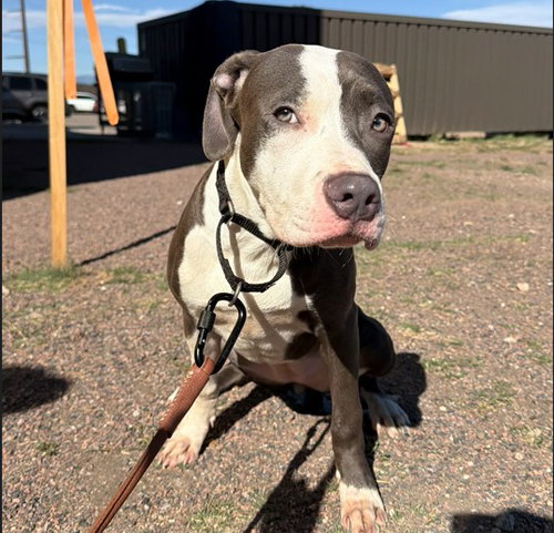 MATEY, a dog for adoption from Denver Animal Shelter