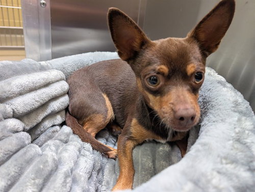 SAUL, a dog for adoption from Denver Animal Shelter