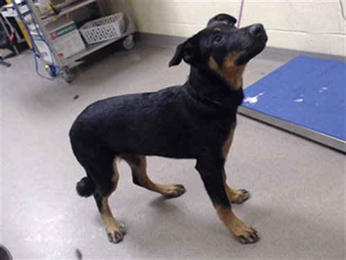 CROCHET, a dog for adoption from Denver Animal Shelter