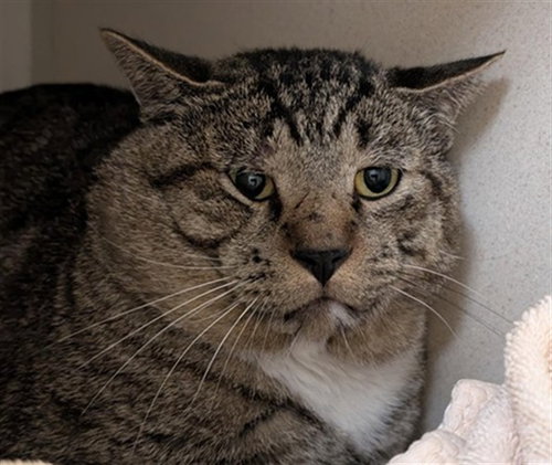 WIFI, a cat for adoption from Denver Animal Shelter